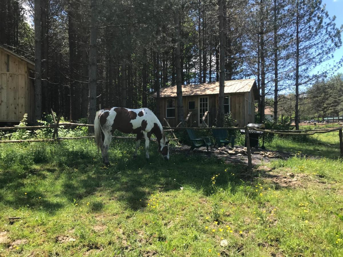 D & K Ranch “Max'S Cabin” Interlaken Luaran gambar
